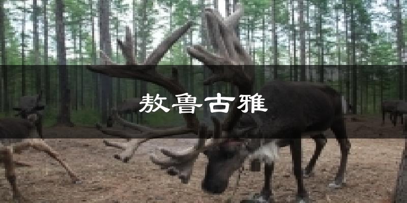 敖鲁古雅天气未来15天