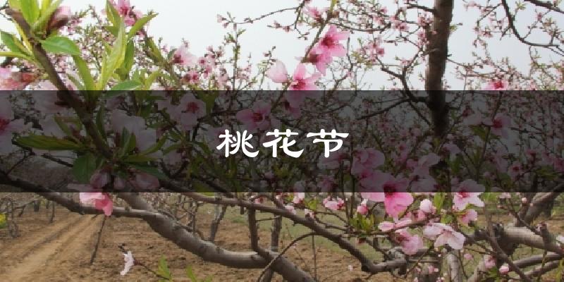 桃花节今日天气