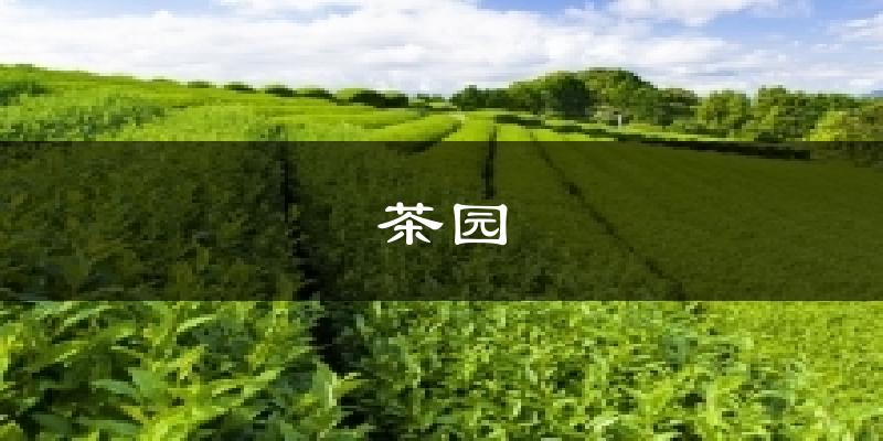 茶园天气未来15天