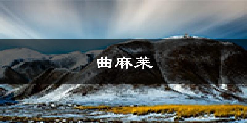 曲麻莱天气预报未来一周
