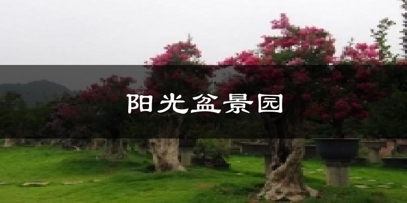 阳光盆景园今日天气