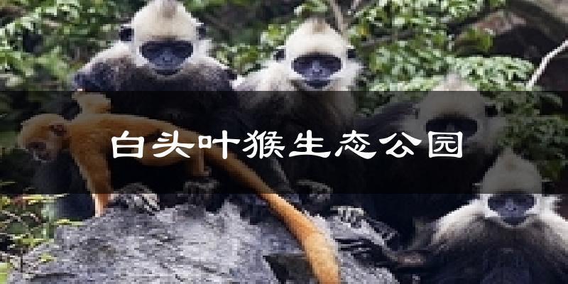白头叶猴生态公园气温