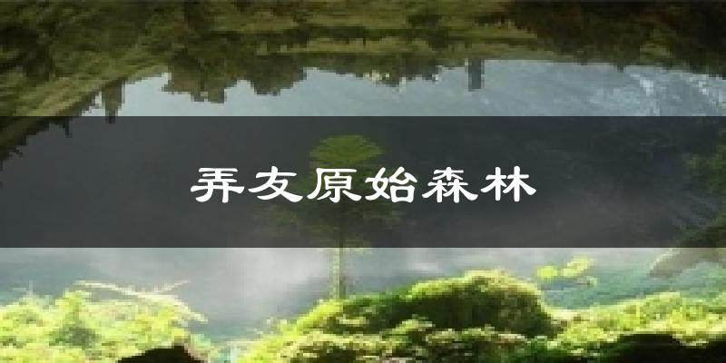 弄友原始森林今日天气