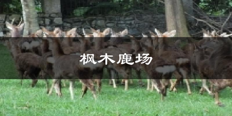 枫木鹿场今日天气