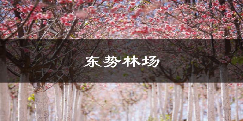 东势林场气温